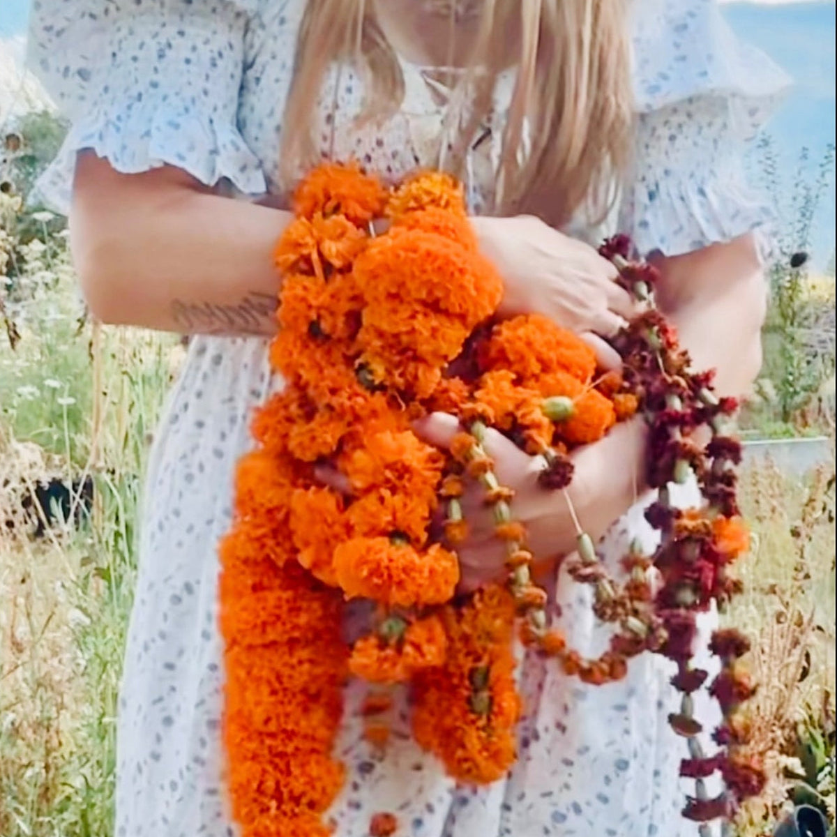 Plant wisdom session exploring botanical healing traditions, mindfulness, and deeper connection with nature’s guidance